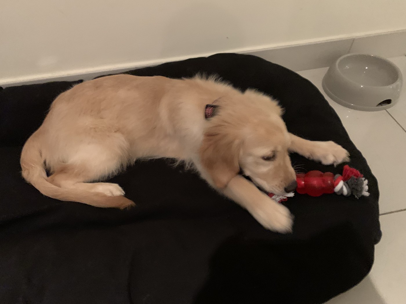 Luna as a puppy